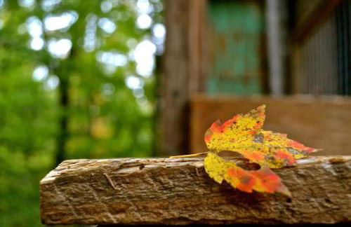 Treetop Hideaways: Luna Loft Treehouse - Foto 14