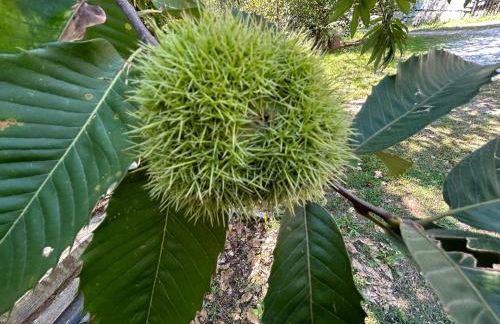 Casa Salada - Photo 25