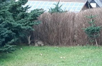 Ferienwohnung Schöne Aussicht am Rothaarsteig - Foto 19