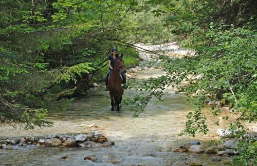 Ferienwohnung 1 Gestüt Pfaffenlehen - Foto 27
