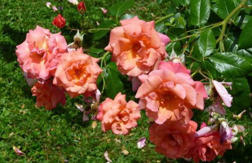 Ferienwohnung Heimatliebe - Foto 18