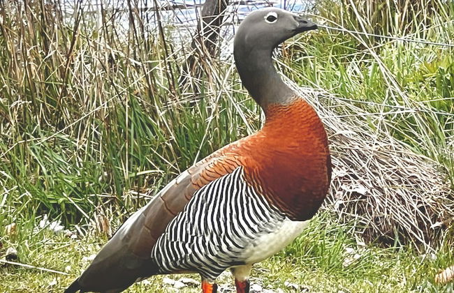 Amazing Cabin on the Shore of Lake Moreno H58 by Apartments Bariloche - Photo 50
