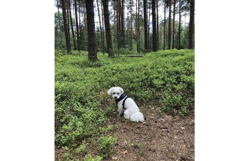 Lovely apartment in Putbus - Foto 24