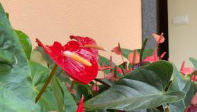 Pana House - Photo 3, Garden, Garden view