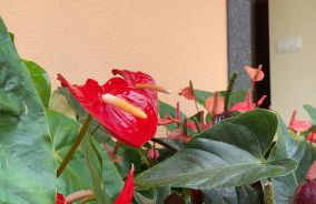 Pana House - Photo 3