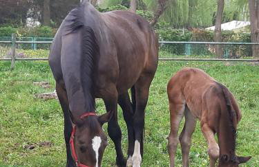 Apartamenty Nowielice - Foto 7