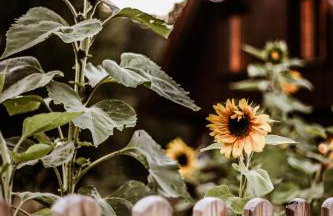 Kaszubski Dom Podcieniowy Bohema - Foto 1