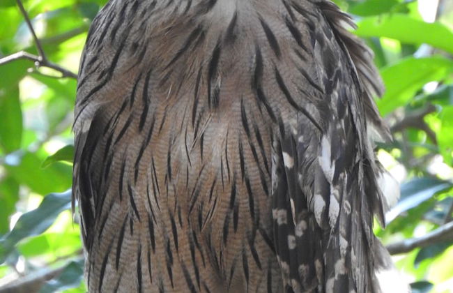 wilpattu Tree House - Foto 16