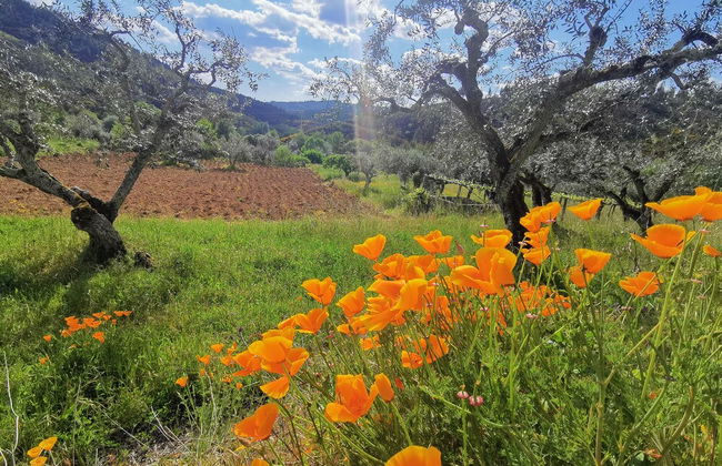 400 Year old 3-bedroom Farmhouse Central Portugal - Foto 15