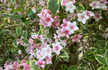 Four Seasons Cottage - in the Cotswolds - Foto 30