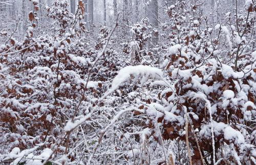Ferienhaus Britta Kietzmann - Foto 35