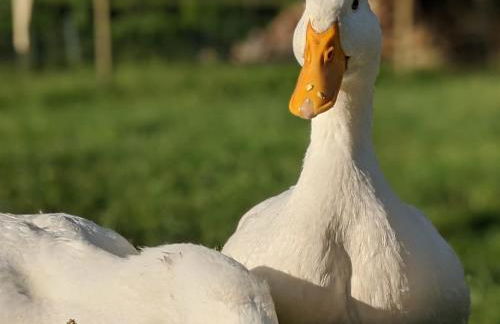Helenes Ferienwohnung auf dem Bauernhof - Lausitzer Seenland - Foto 22
