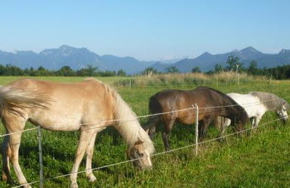 Gästehaus Annemarie - Foto 23