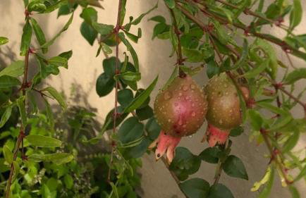 Casa com piscina, ar condicionado, campo de futebol e área gourmet a um quarteirão da lagoa de Praia Seca - Foto 42