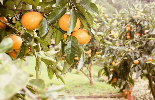 The Signal Box - Foto 15