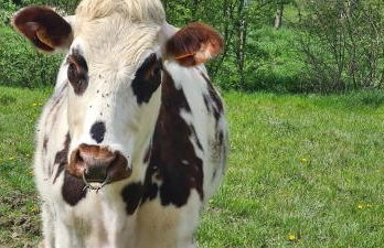 Roulotte à la Ferme Buissonnière - Foto 22