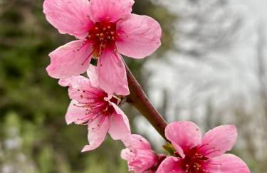 Ciury's Etna Holidays - Foto 38