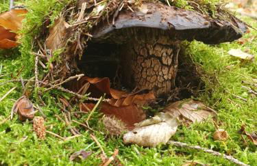 Naturhaus am Wald im Erzgebirge - Foto 32