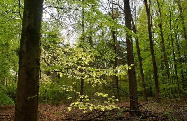 Bungalow in Sondel Near Slotermeer Lake - Foto 10