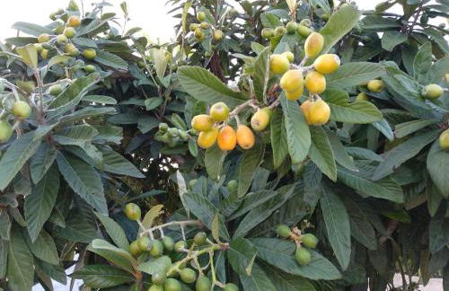 Caledonia Relax - Photo 43