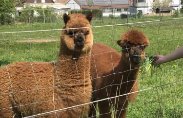 Ferienhaus Hedwig - Foto 28