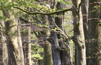 Baltic Green Haven - Foto 19