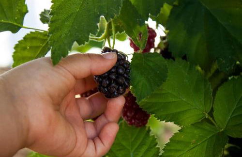 Horta das Laranjas - Foto 20