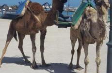 Costa de Antigua 106 Torres del Castillo, Fuerteventura - Foto 41