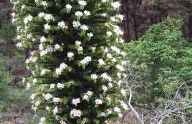 Monte frio de Tenerife - Foto 35