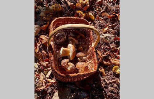 La Pellegrine, Parc national des Cévennes - Foto 55