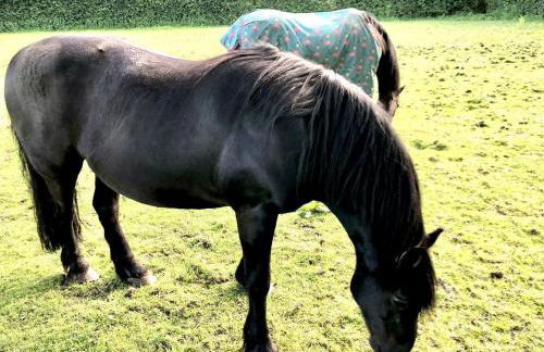 The Hoglets by Together Travel - Luxury Cottage Retreat - Foto 20