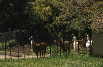 Parcel Tiny House Barroux, entouré par les lamas près du Mont Ventoux - Foto 13