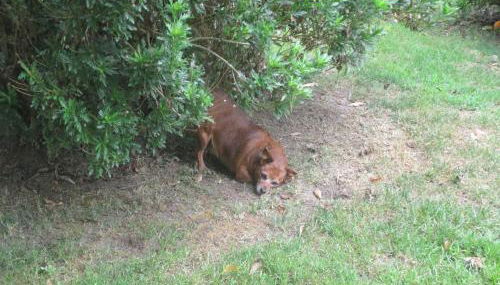 Casa dos avós - Foto 2