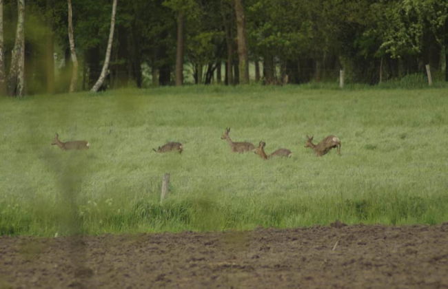 Pet-friendly Getaway - Photo 23