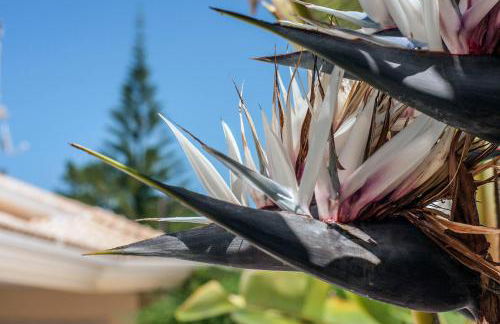 Villa Amendoa - Foto 10