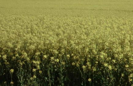 Apartments in Ribnitz-Damgarten 36531 - Foto 17