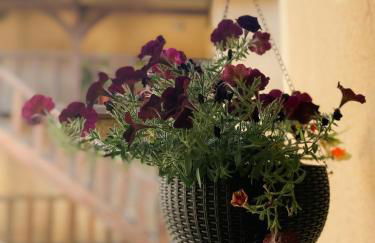 Au nom de la rose, beau 3 pièces en centre-ville - Foto 26