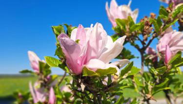 1869 - Historischer Hof, zwei gemütliche Ferienwohnungen im Herzen des Allgäus mit 1869 PLUS - Foto 5, Garden