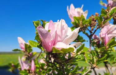 1869 Deine Ferienwohnung im Allgäu - Foto 7
