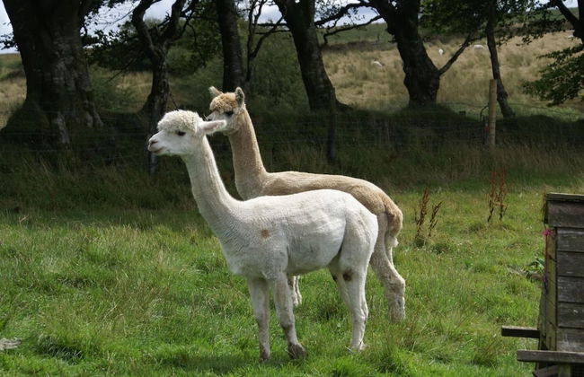 Inviting 2-bed Cottage in Newcastle Emlyn - Foto 27
