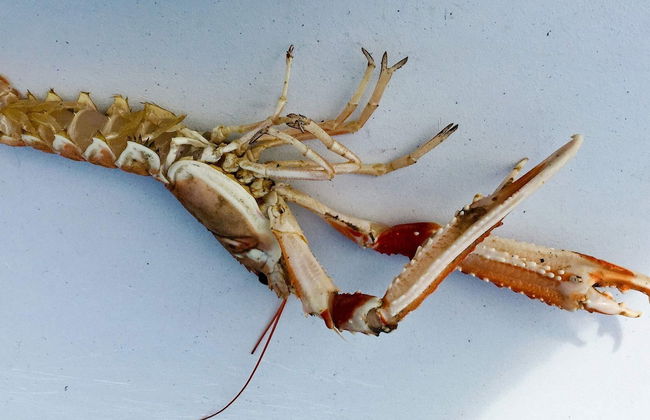 Holiday Home in Tornes I Romsdal - Foto 44