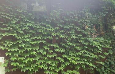 Mystic Ivy - Foto 10