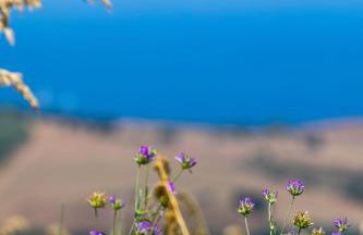 Il Panorama Housing Cilento - Foto 17