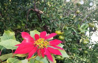 Duplex House - Foto 38