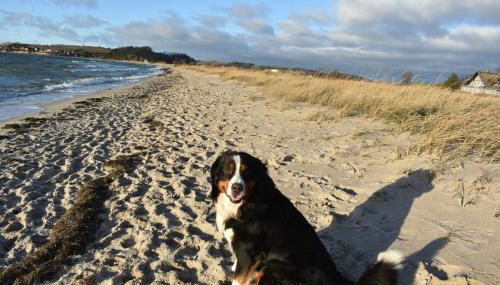 Ferienhaus Berner Sennen - Foto 2