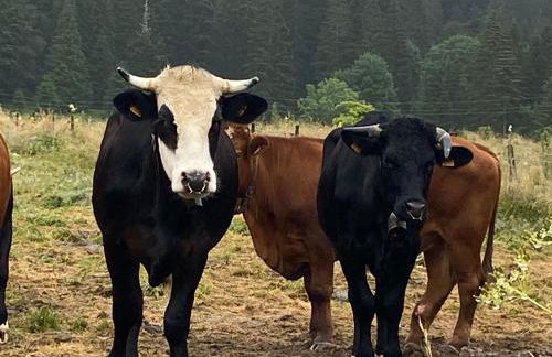 APPARTEMENT DE MONTAGNE - Foto 15