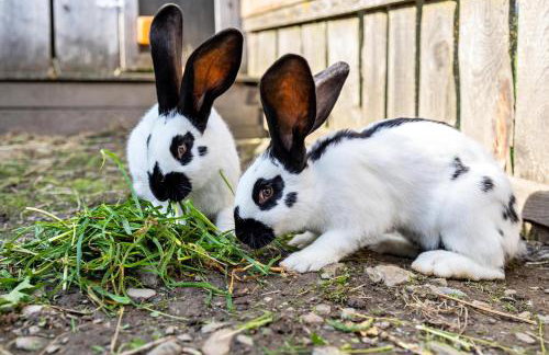 Oberhölzlhof - Photo 12