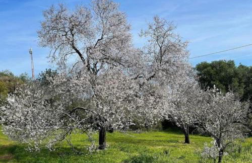 Quinta do Coelhoazul - Foto 15