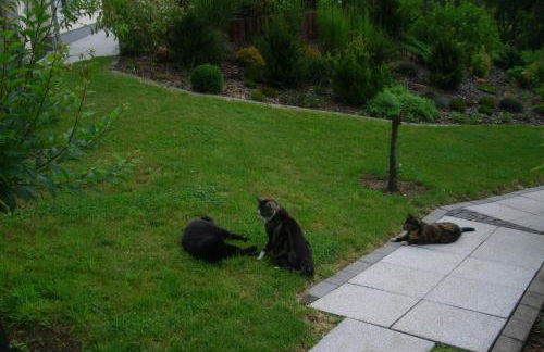 Seniorengerechte Ferienwohnung in Großalmerode - Foto 46