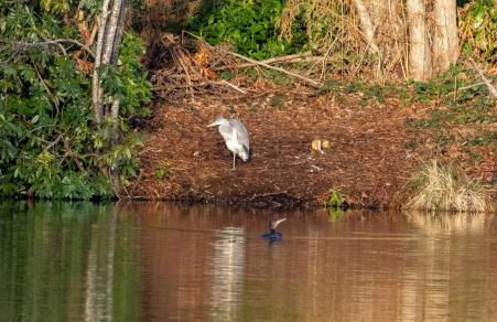 Woodland, Canal & Lakeside Cottage - Foto 25